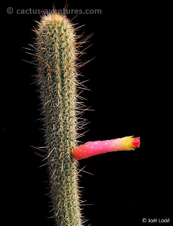 Cleistocactus candelilla lilacinorosea P1270593